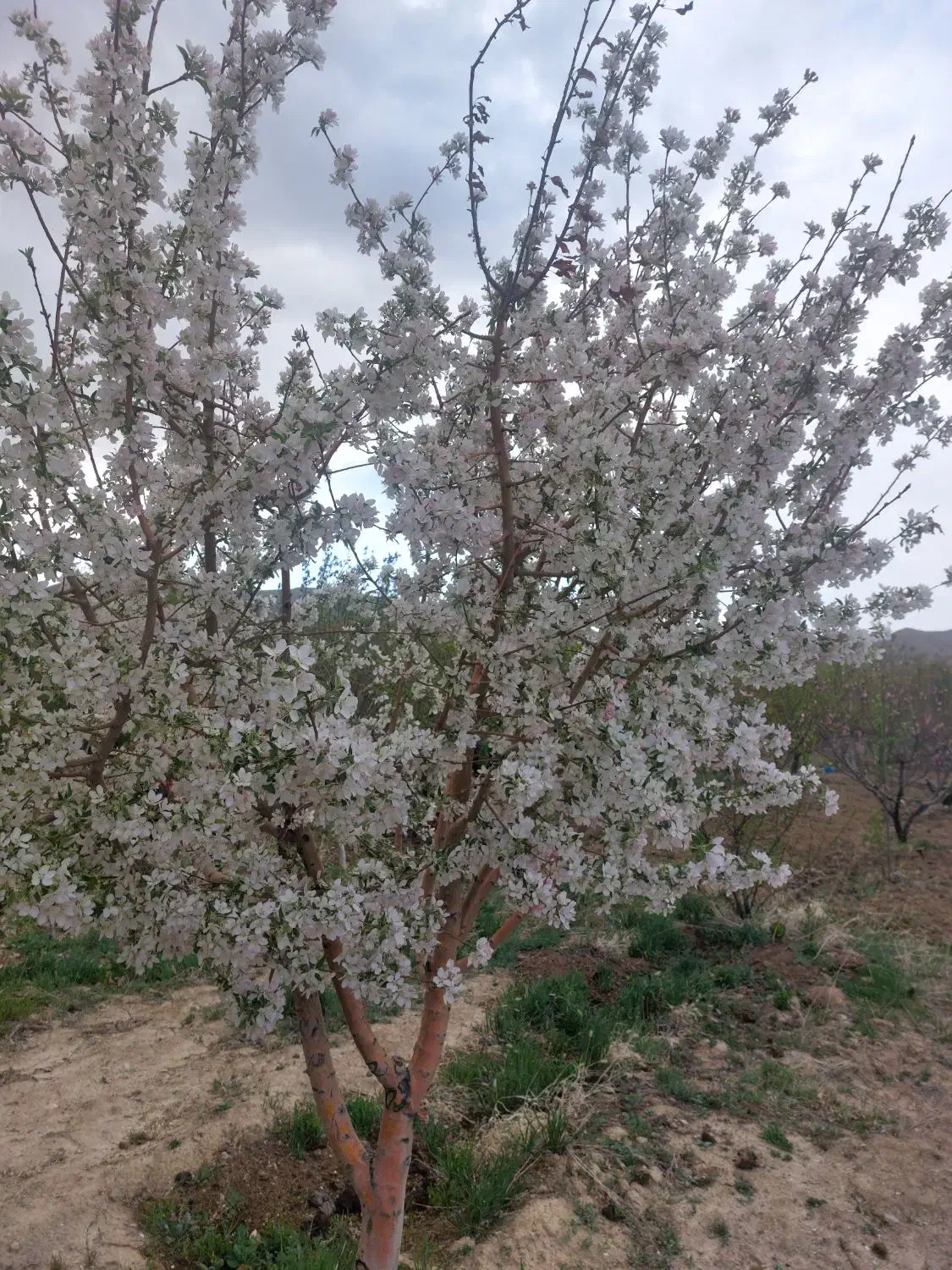 ۱ هکتار ابی با ۱ ساعت اب قنات نوبت در هفته|فروش زمین و ملک کلنگی|فرمهین, |دیوار