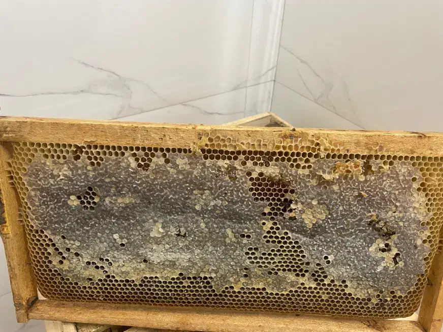 عسل با موم|خوردنی و آشامیدنی|اصفهان, کوی امیریه|دیوار