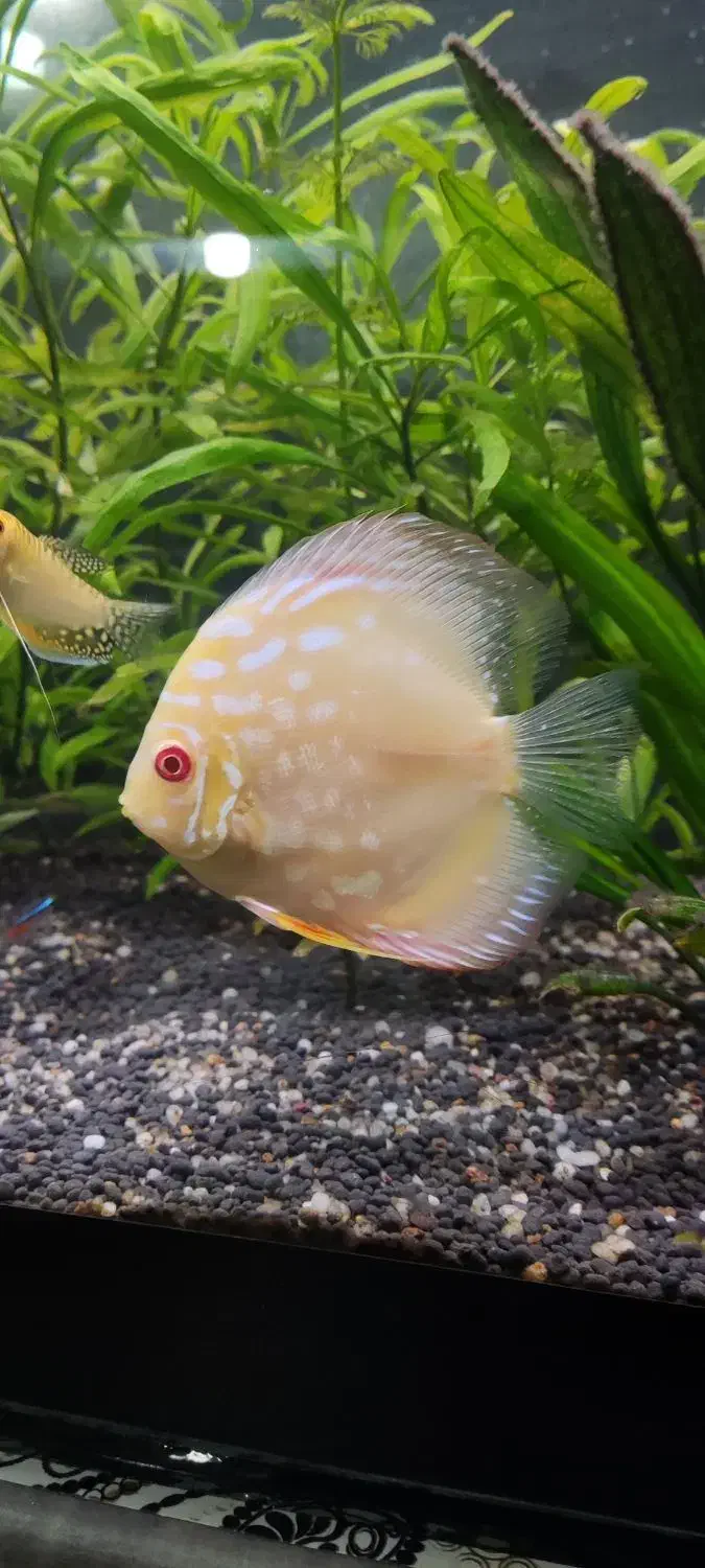 ماهی|ماهی|نقده, |دیوار