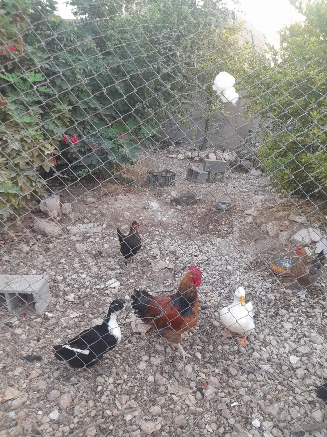 مرغ وپرندگان|پرنده|جم, |دیوار