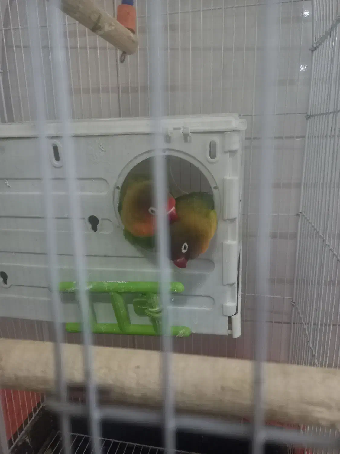 طوطی برزیلی  همراه با وسایل|پرنده|محمدیه-قزوین, |دیوار