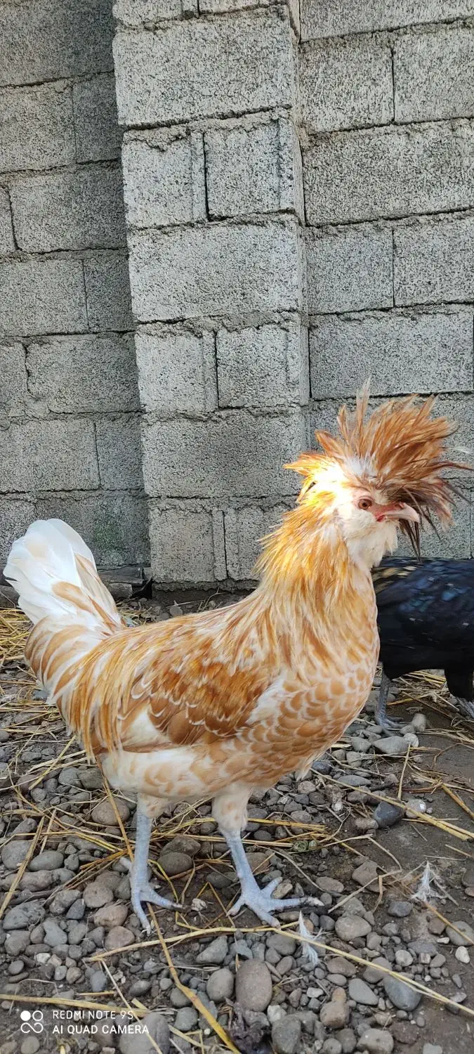 دو عدد خروس لهستانی|حیوانات مزرعه|رشت, احمد گوراب|دیوار