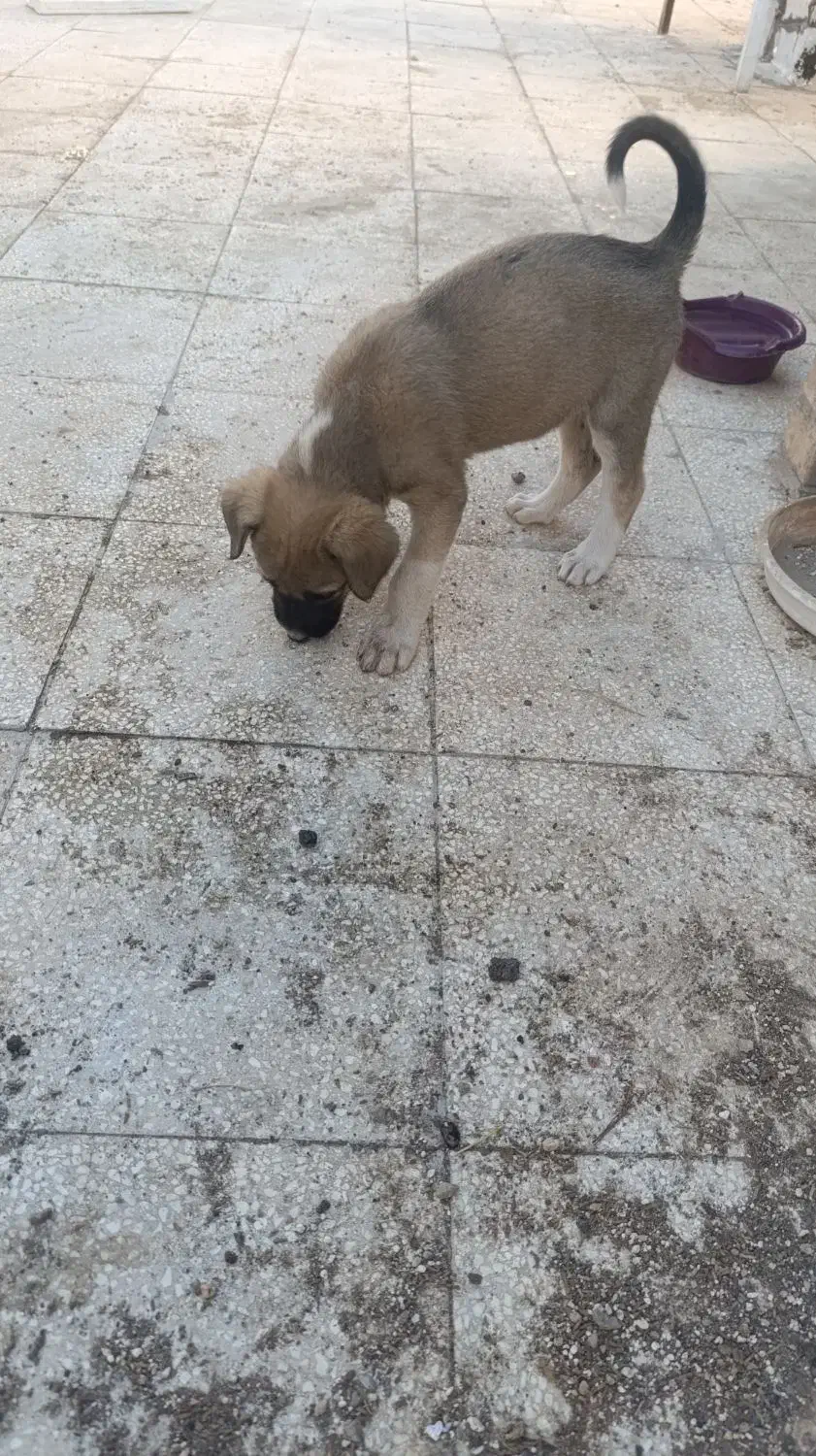 توله ژرمن ماده|سگ|سبزوار, فرهنگیان|دیوار