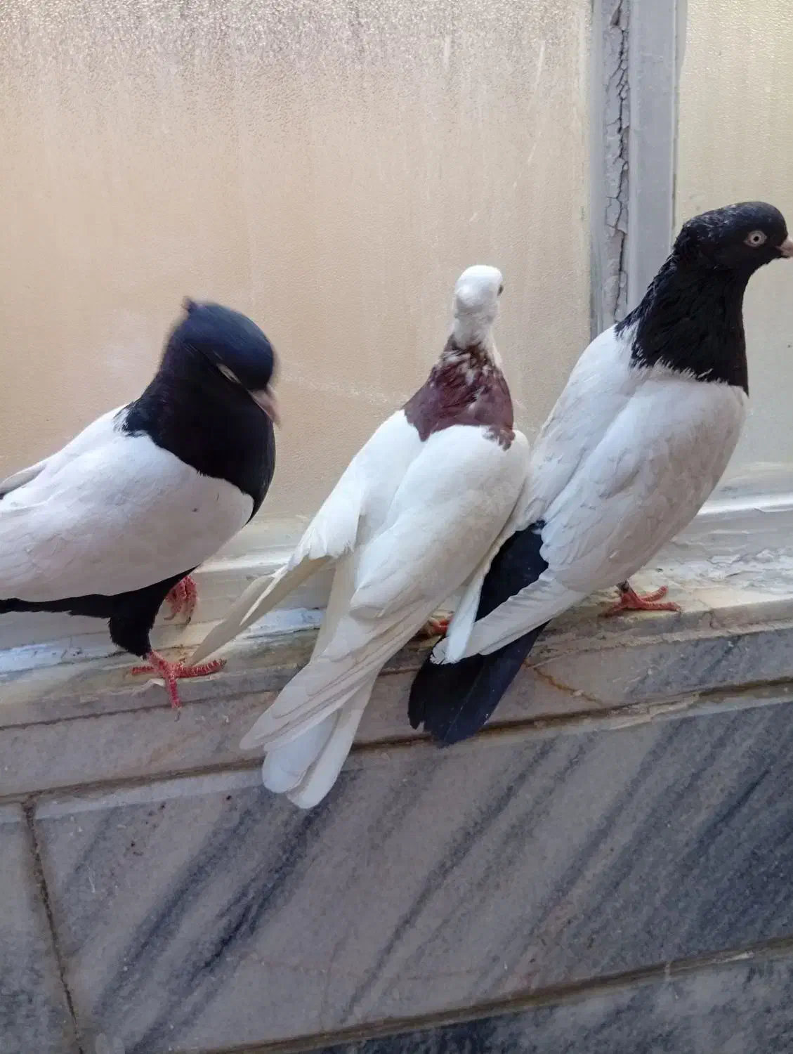 کفتر سینه سیاه و طوقی سرخ|پرنده|مشهد, انقلاب|دیوار