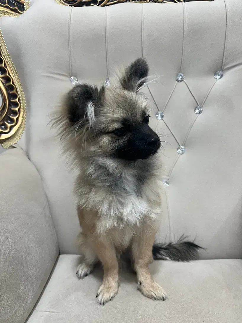 پامر خرسی|سگ|رفسنجان, |دیوار