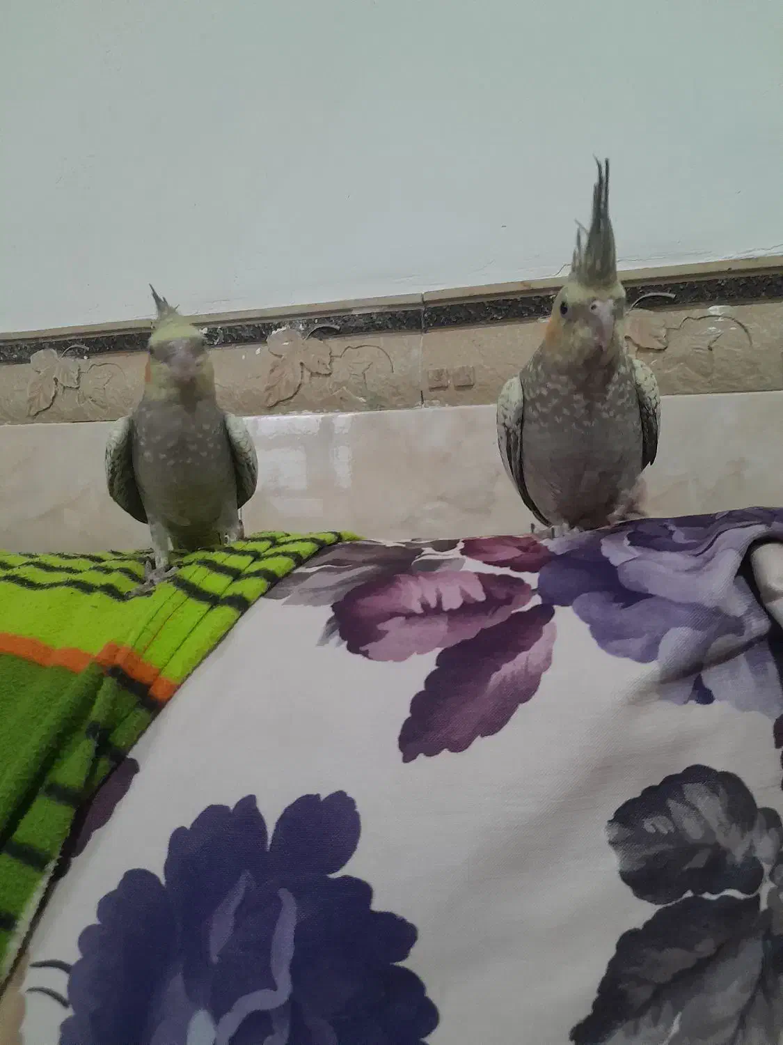 پرنده عروس هلندی|پرنده|قشم, |دیوار