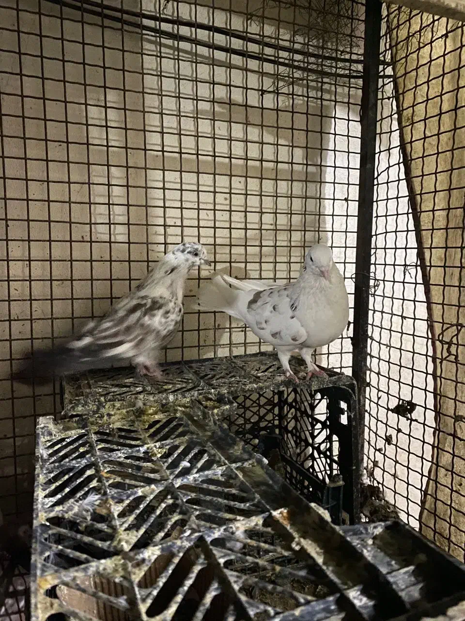 کبوتر|پرنده|بندرعباس, |دیوار