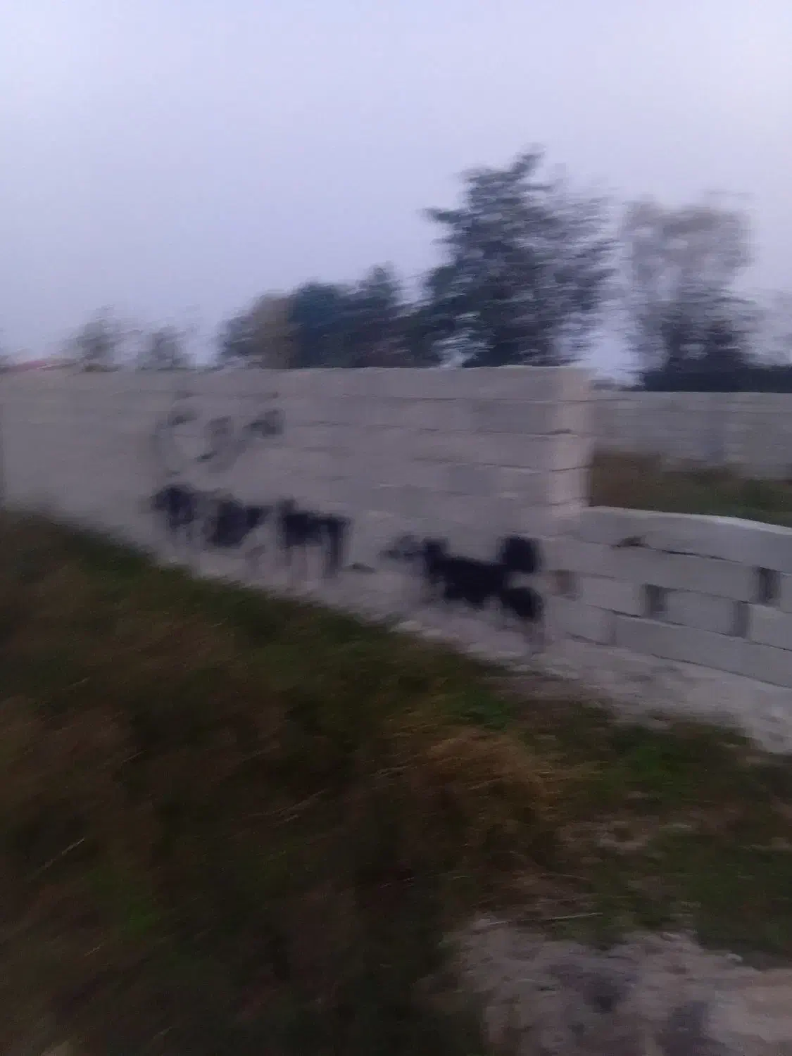 زمین باغی داخل فاز بهداشت شهری دور محصور|فروش زمین و ملک کلنگی|رضوانشهر, |دیوار