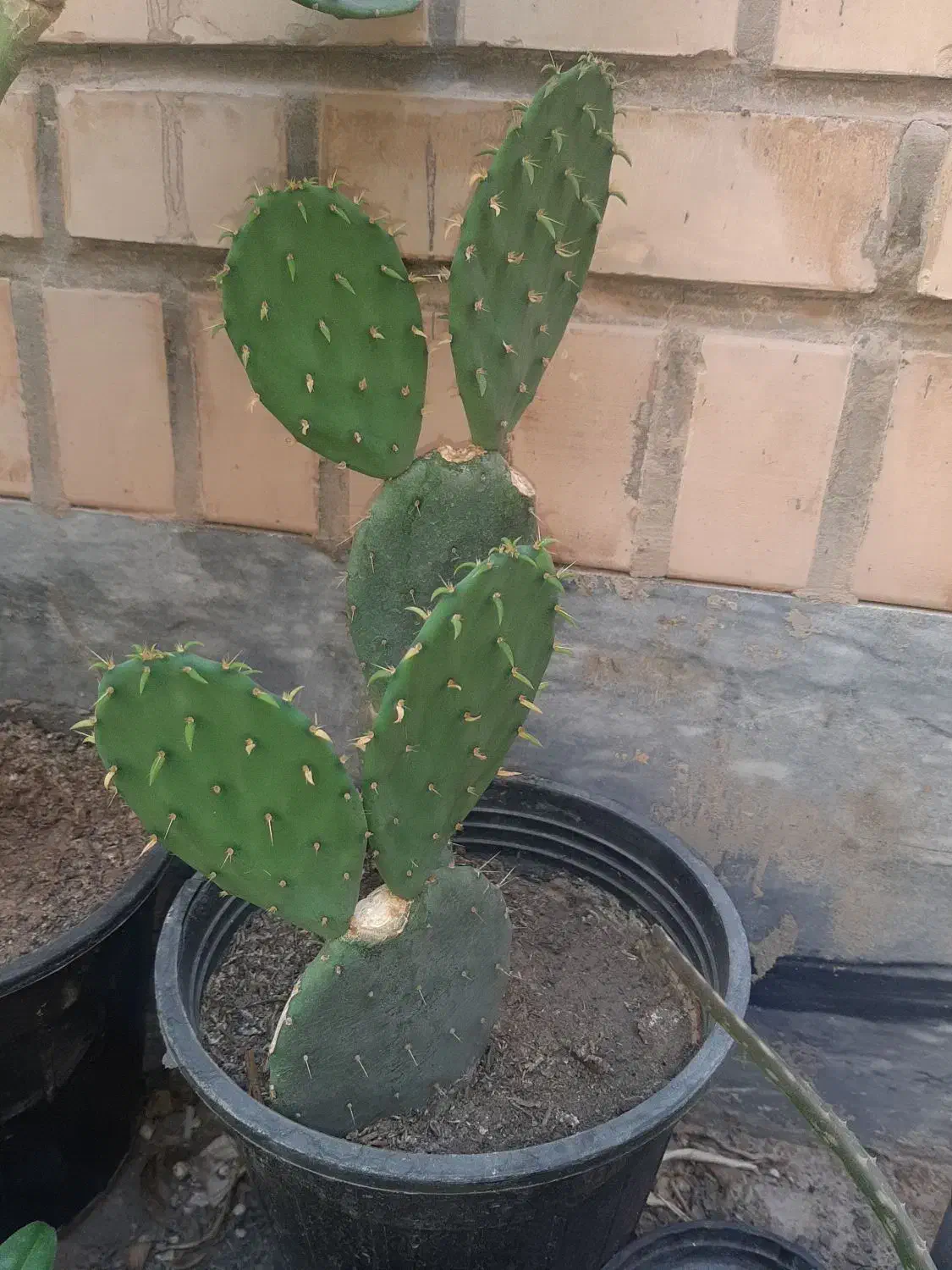 گلها والوراهای پرورش خانگی|گل و گیاه طبیعی|قم, شهرک مهدیه|دیوار