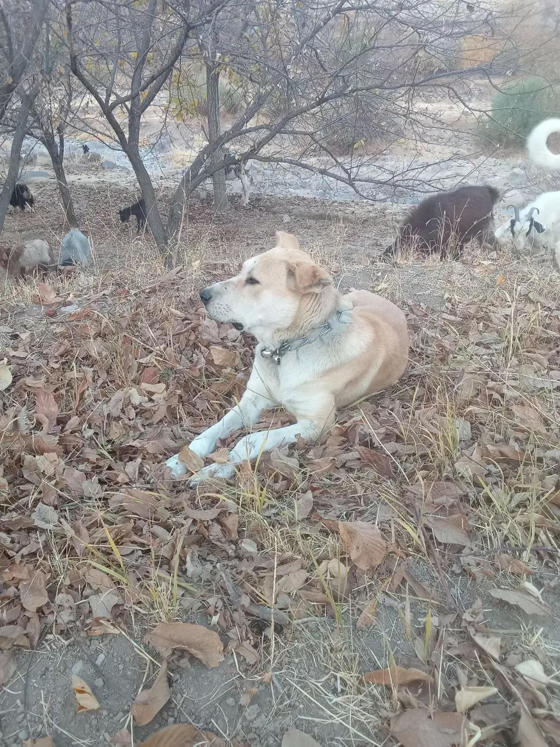 سگگله|سگ|آذرشهر, |دیوار