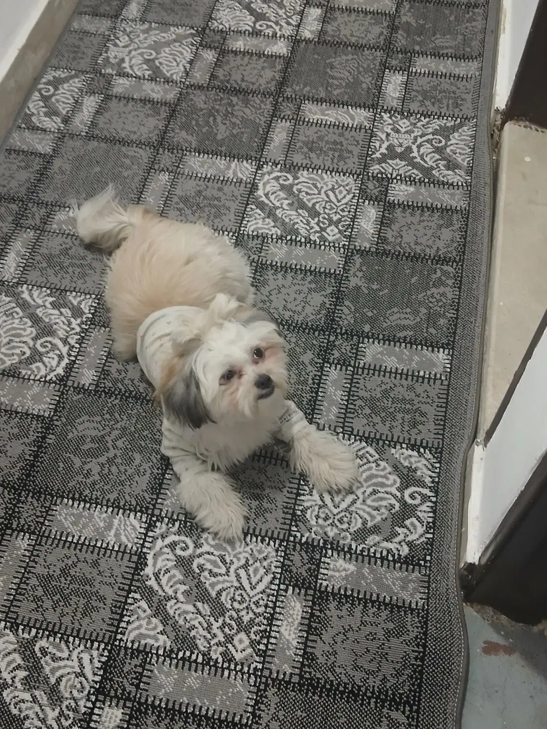 سگ واگذاری|سگ|هشتگرد, شهرک ریحانه|دیوار