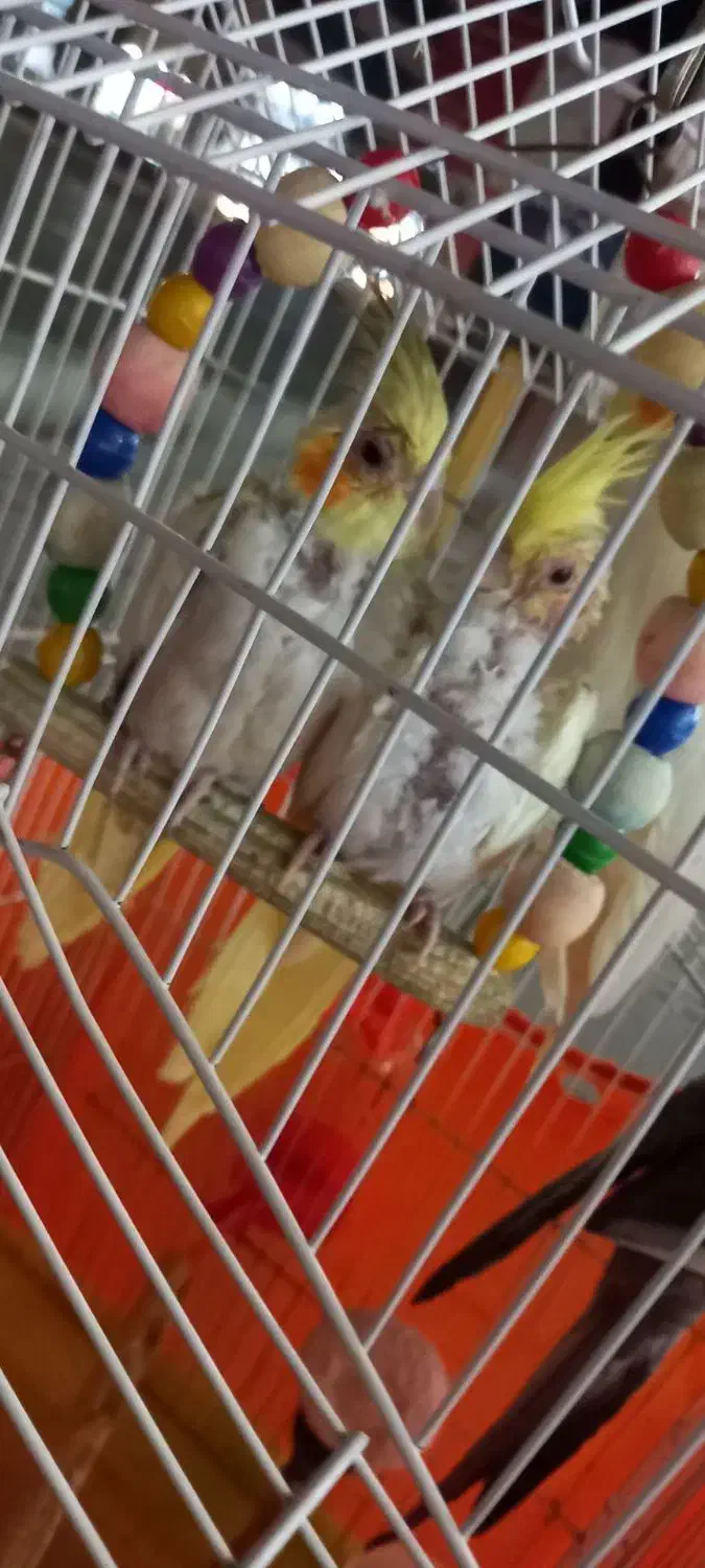 عروس هلندی مولد به همراه جوجه|پرنده|ماهدشت, |دیوار