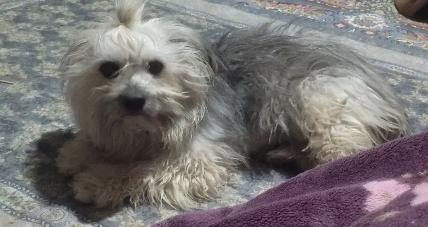 سگ نژاد شیتزو|سگ|سیرجان, |دیوار