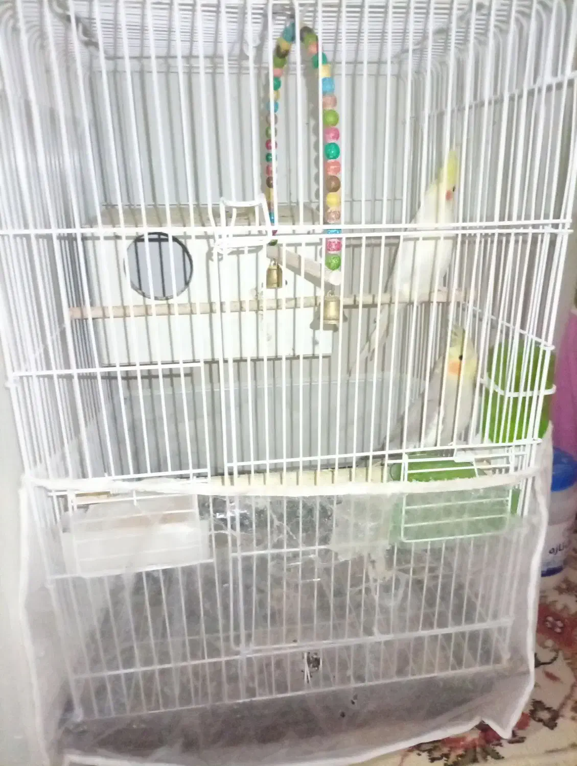 چهار جفت عروس هلندی با دوتا جوجه|پرنده|مشهد, رضاییه|دیوار