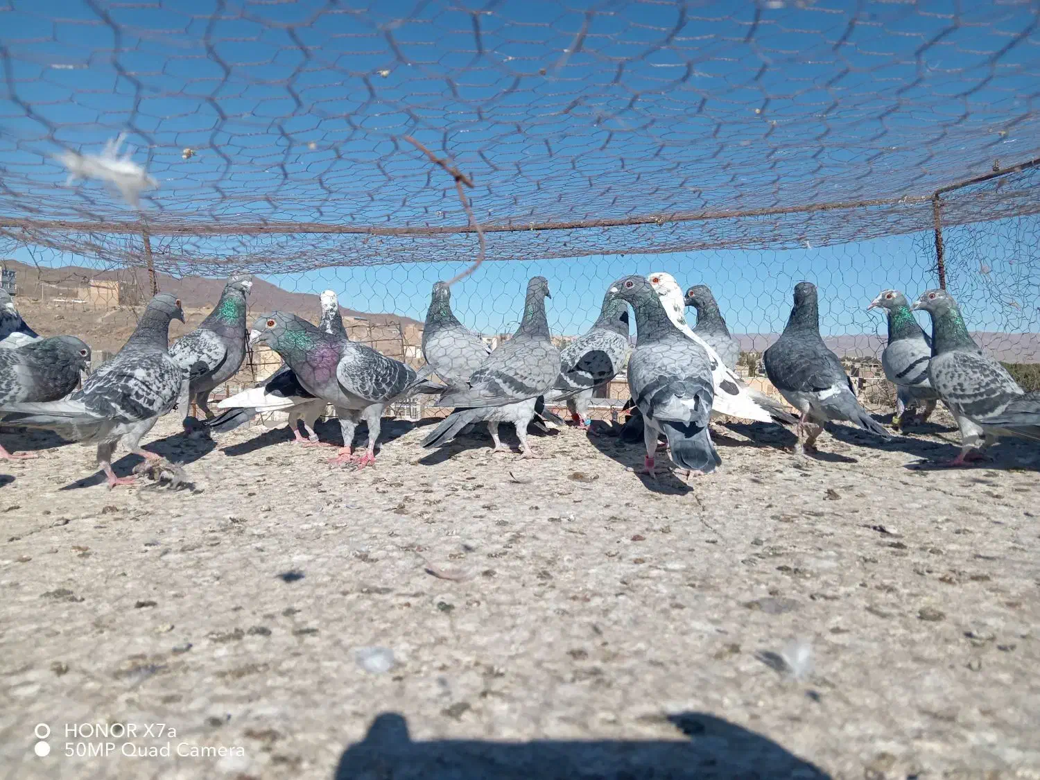 نر پرشی|پرنده|سربیشه, |دیوار