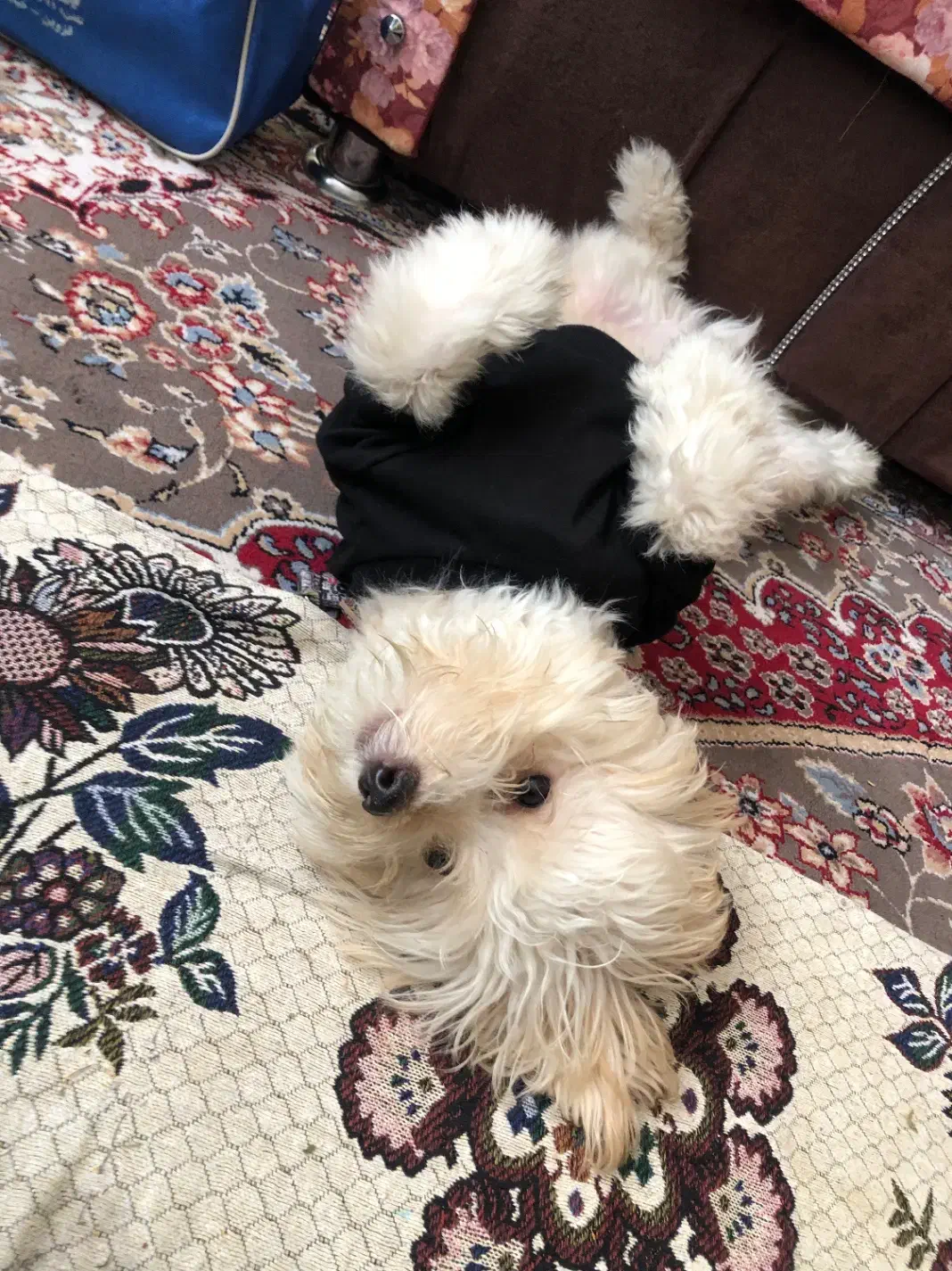 فروشی سگ|سگ|محمدیه-قزوین, |دیوار