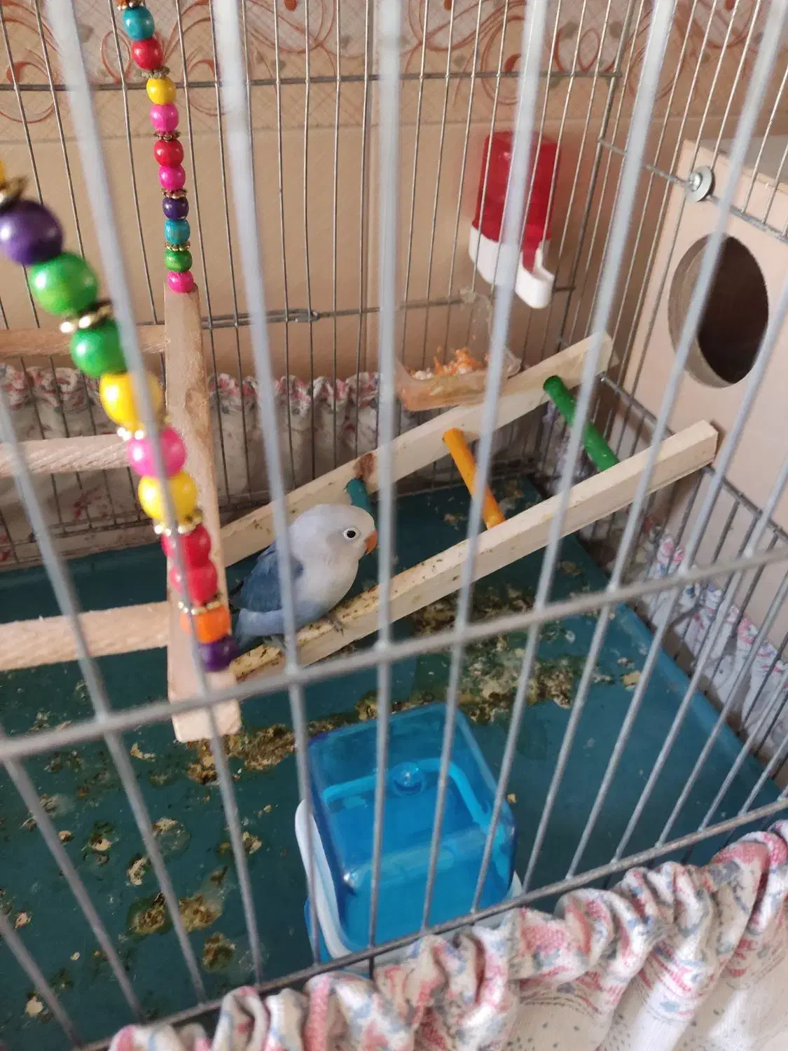 پرنده کوتوله|پرنده|اردکان, |دیوار