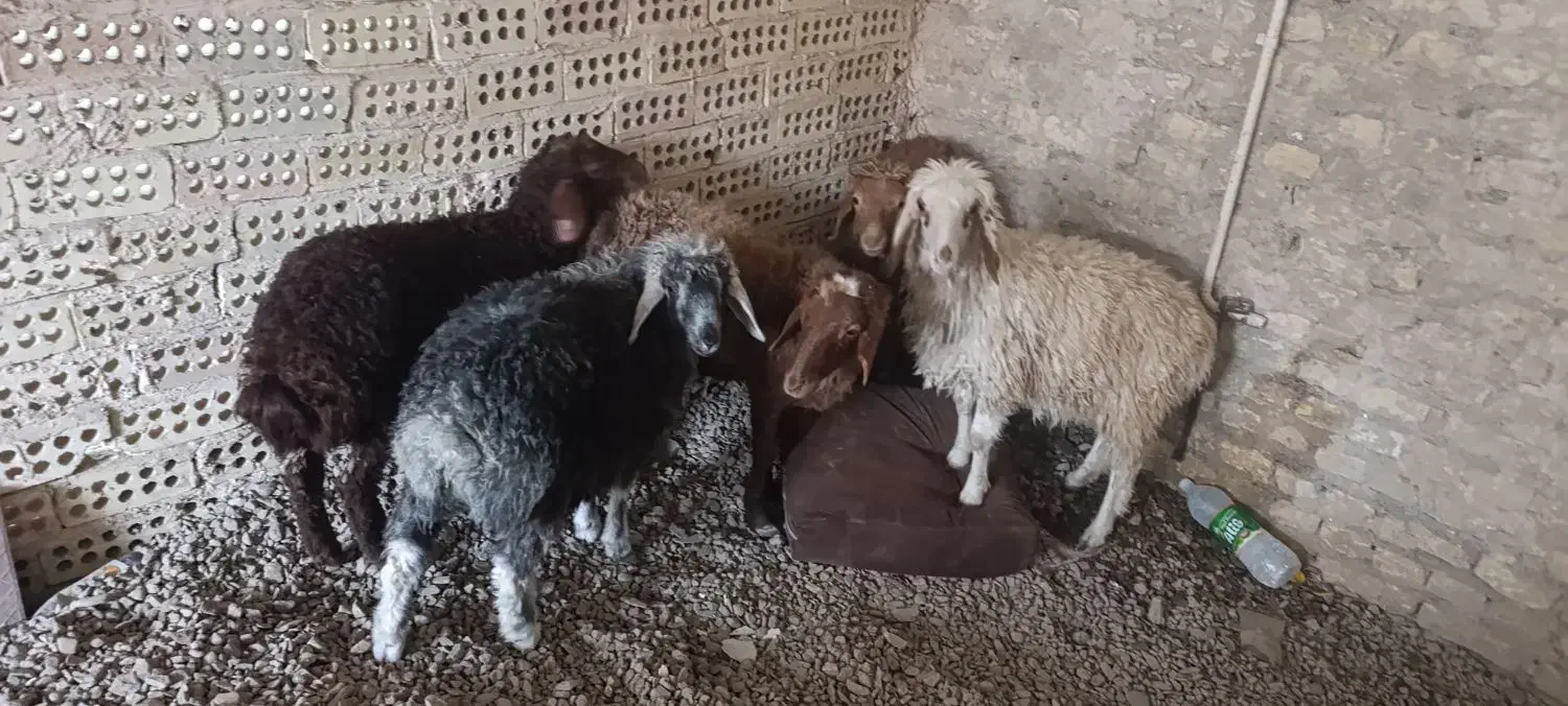 5تا بره نر و ماده قلم دار درجه یک ضمانتی|حیوانات مزرعه|مشهد, سیسآباد|دیوار