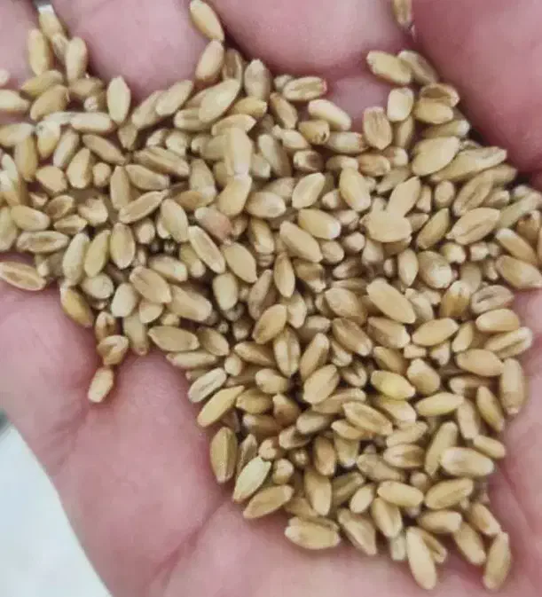 توزیع گندم مهرگان چمران بوجاری  هرتناژ و کود رازی|خدمات باغبانی و درختکاری|اهواز, لشکرآباد|دیوار