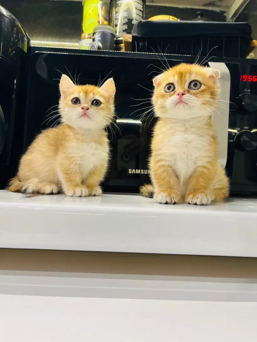 گربه اسکاتیش مانچکین|گربه|رشت, بلوار گیلان|دیوار