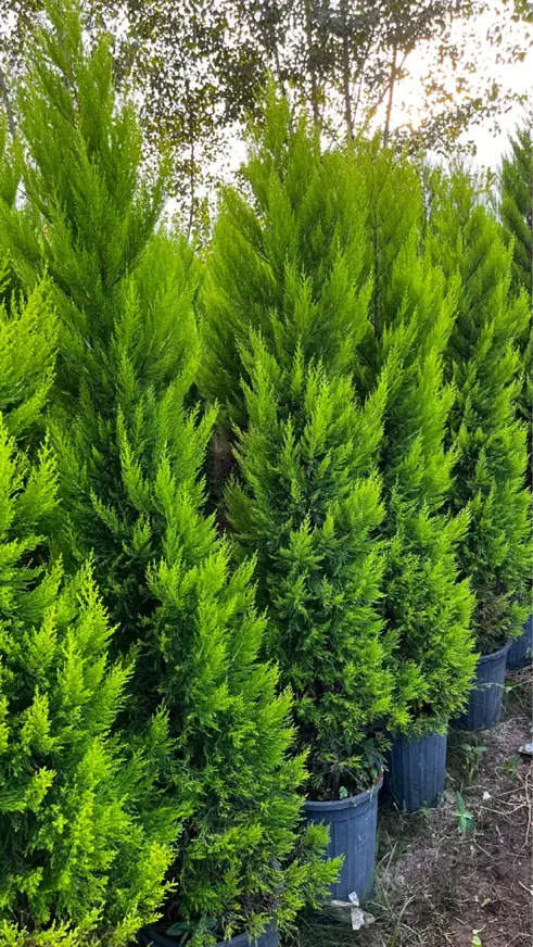 فروش گیاهان ممتاز و زینتی لاوسون،یاس هلندی وشمشاد|خدمات باغبانی و درختکاری|تنکابن, |دیوار