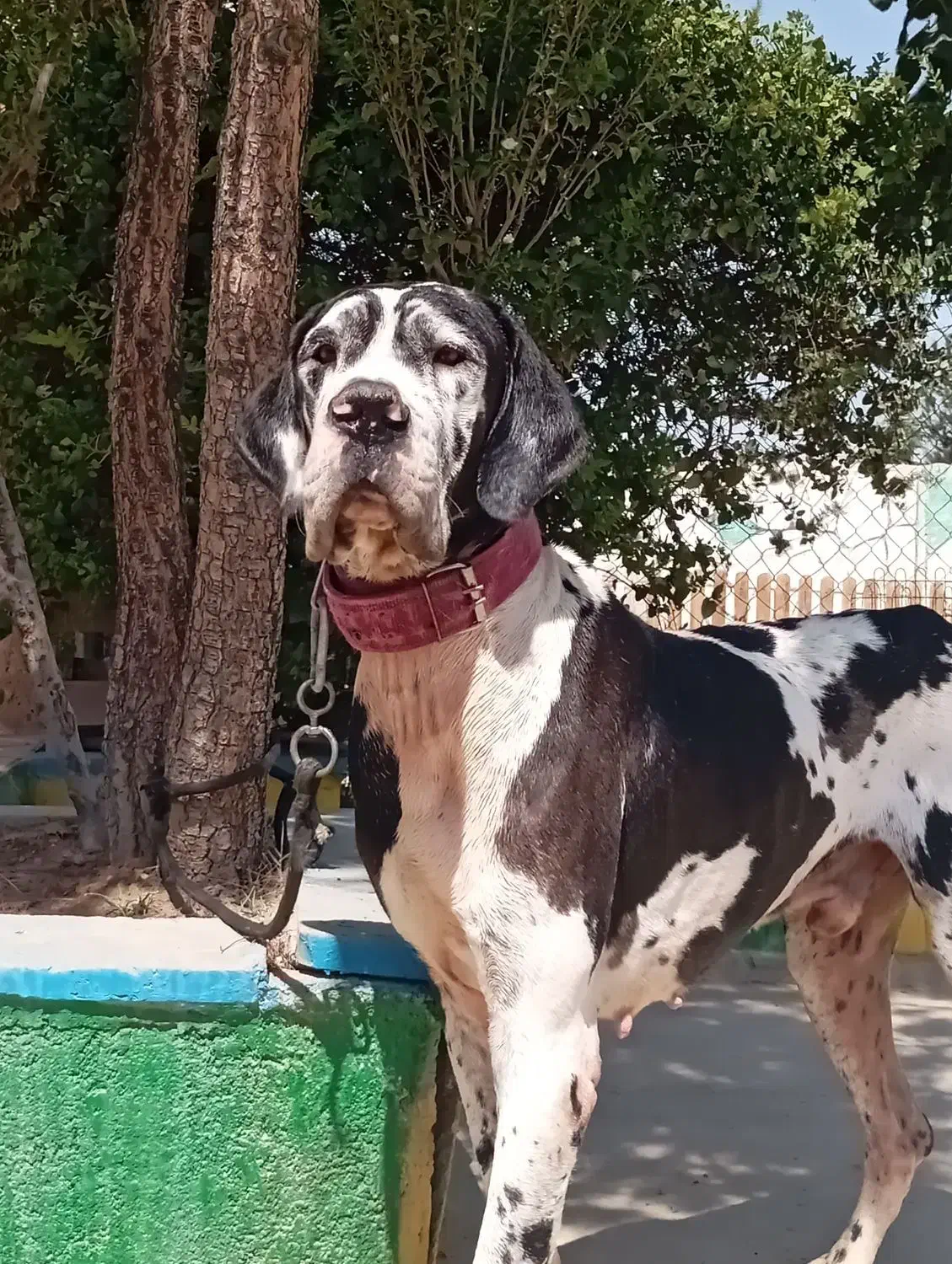 گریت دین نر ۱/۵ساله درشت|سگ|تهران, چیتگر جنوبی|دیوار