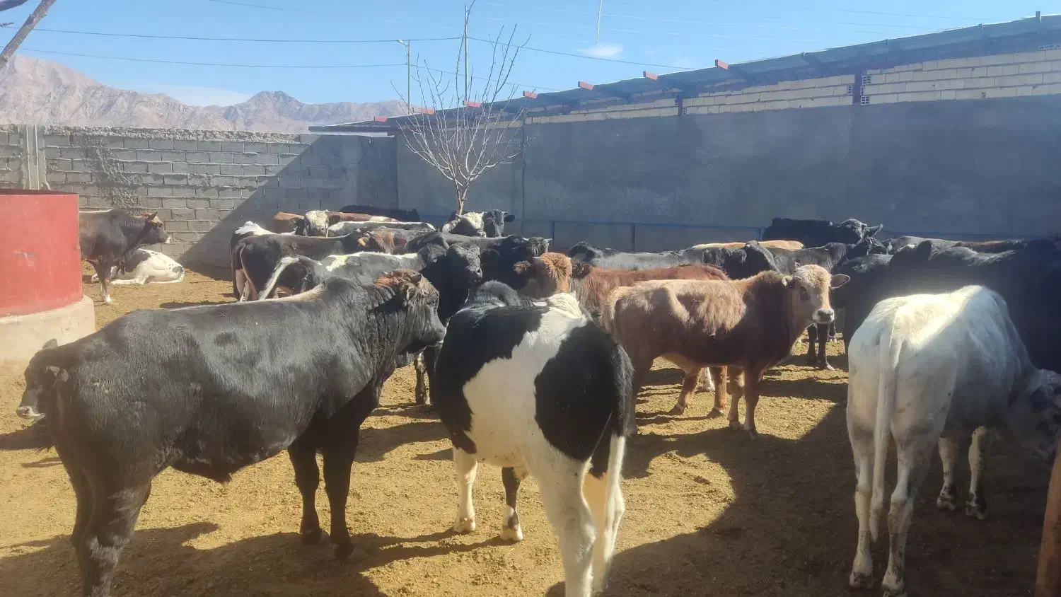 ۲۰ راس گوساله نر چاق سرکدار کوهبنان|حیوانات مزرعه|کوهبنان, |دیوار