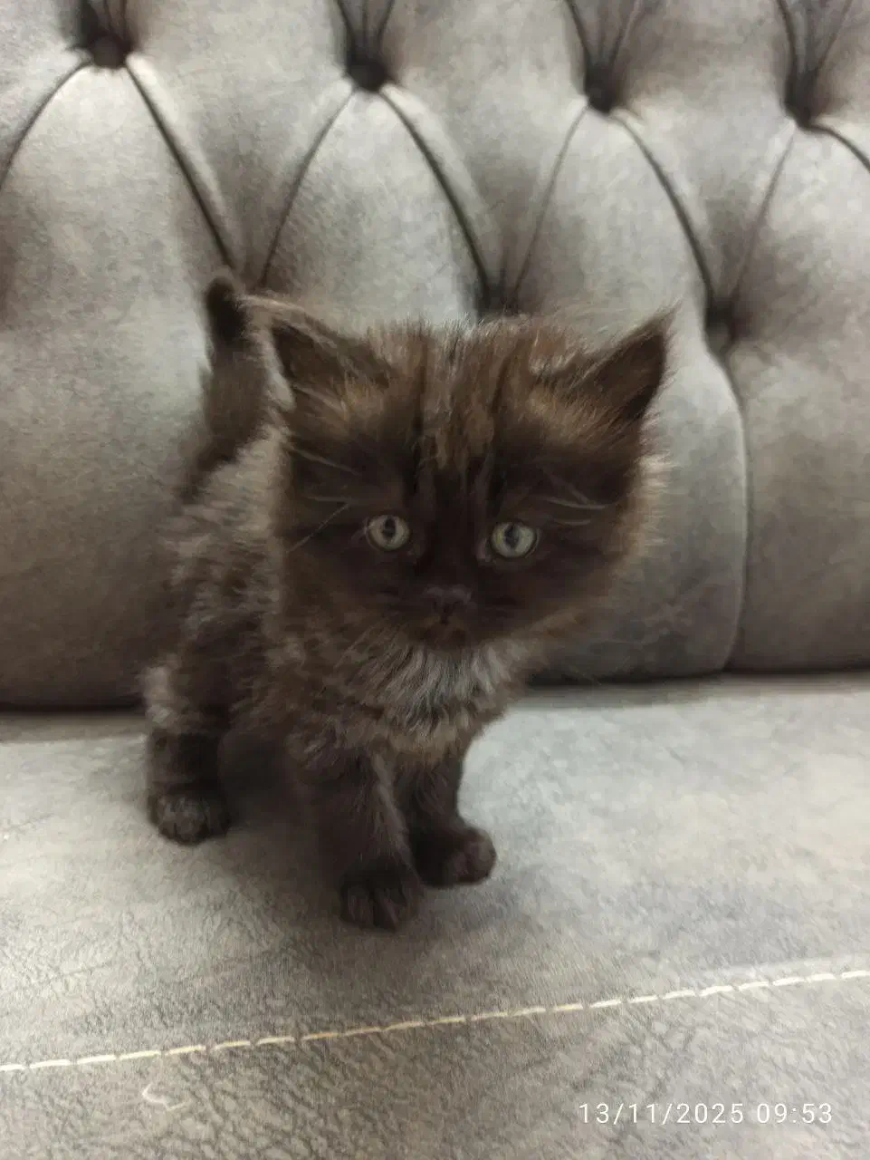 فروش گربه نژاد دار|گربه|گرگان, |دیوار