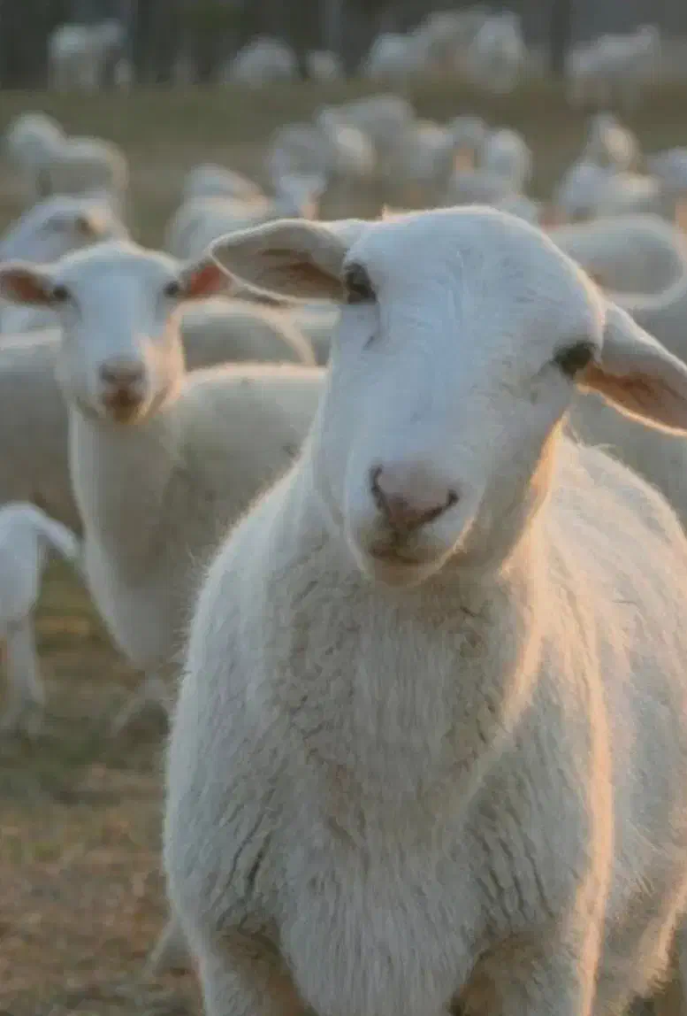 میش وبره|حیوانات مزرعه|یزد, |دیوار