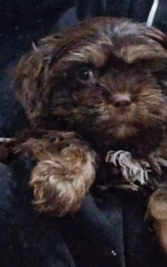 سگ پودل کراس قیمت پایین|سگ|اراک, |دیوار