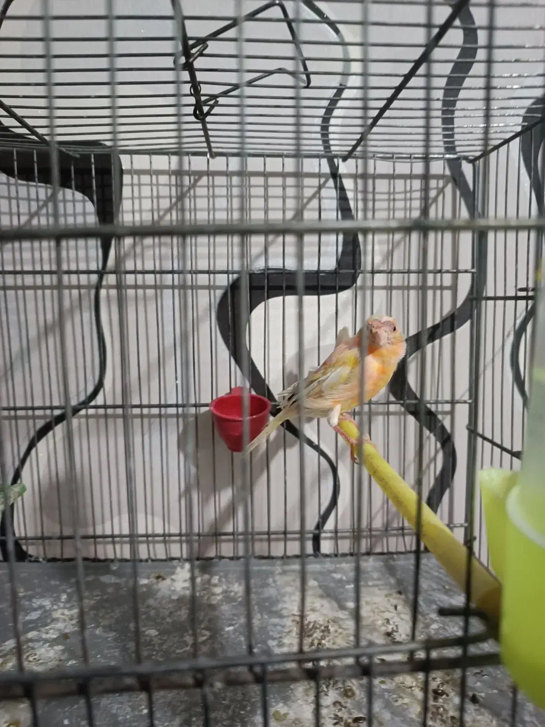 قناری ماده|پرنده|تهران, قلمستان|دیوار