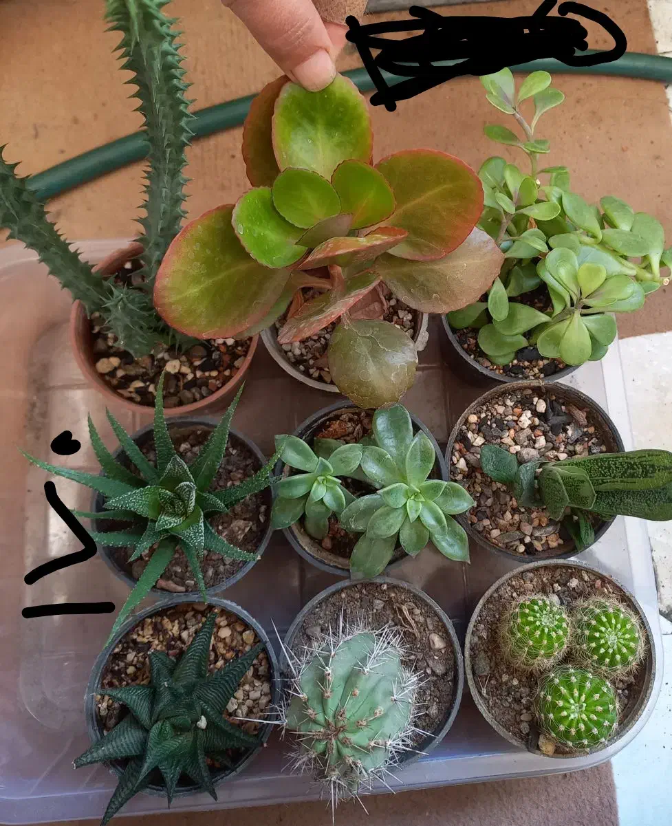 پک کاکتوس سایز ۶ و ۸ انواع گل و ساکولنت زامفولیا|گل و گیاه طبیعی|مشهد, الهیه|دیوار