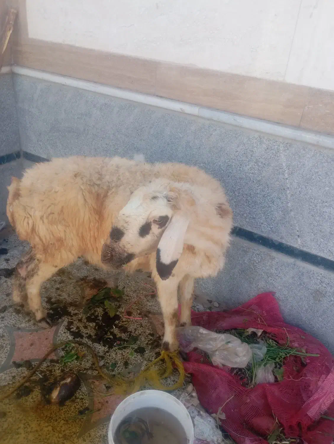 گوسفند|حیوانات مزرعه|شیراز, ده پیاله|دیوار