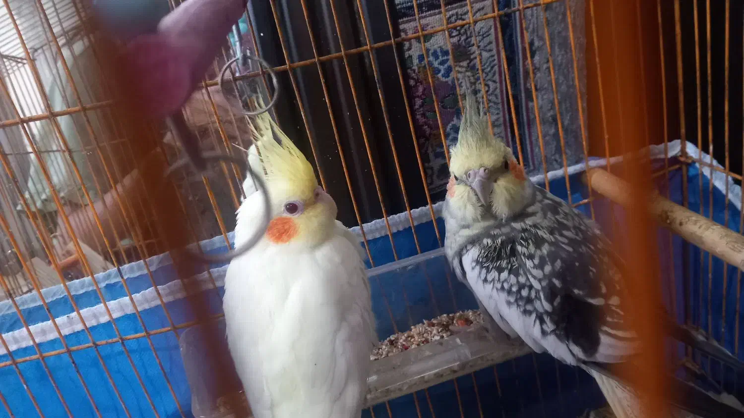 یک جفت عروس هلندی|پرنده|قائمشهر, |دیوار