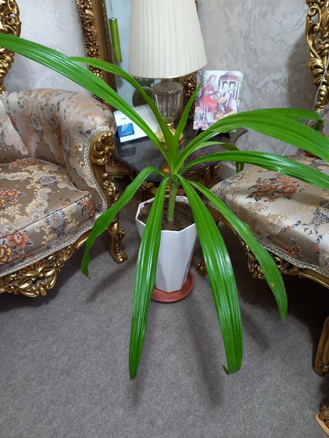 گل طبیعی|گل و گیاه طبیعی|شیراز, منطقه هوایی شهید دوران|دیوار