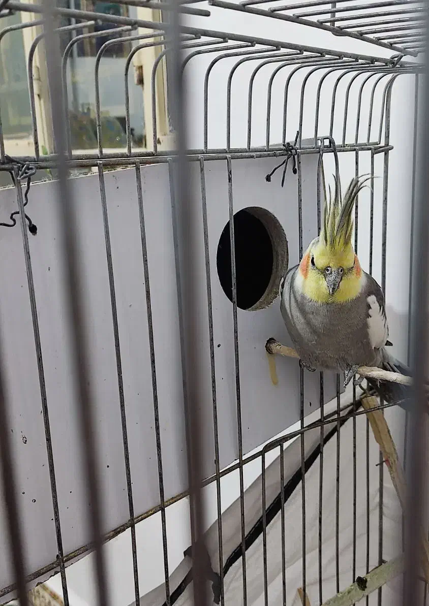 عروس هلندی فروش و معاوضه|پرنده|ایوان, |دیوار