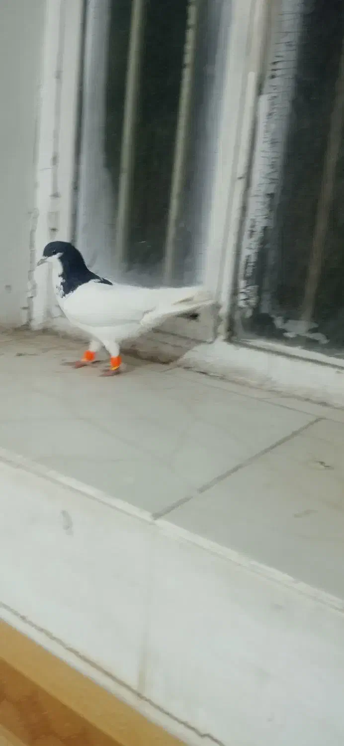 کبوتر|پرنده|نیشابور, فردوس شمالی|دیوار