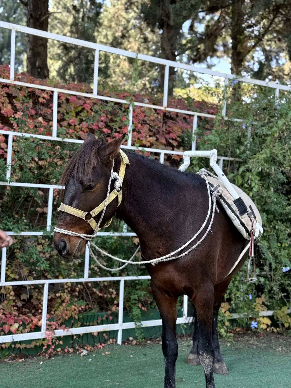 اسب کرد جوان|اسب و تجهیزات اسب‌سواری|ساری, |دیوار