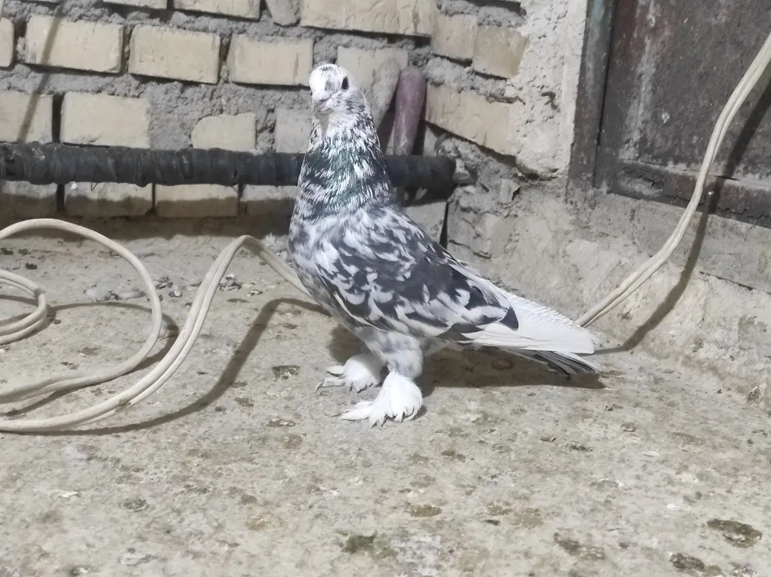 کبوتر رنگی و دورگ|پرنده|بهبهان, |دیوار