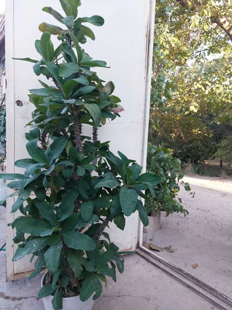 گل مرجان|گل و گیاه طبیعی|آذرشهر, |دیوار
