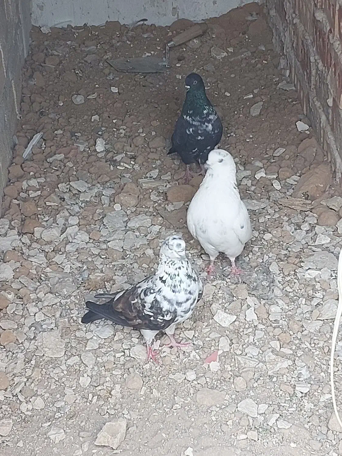 کفترگمشده|پرنده|اهر, |دیوار