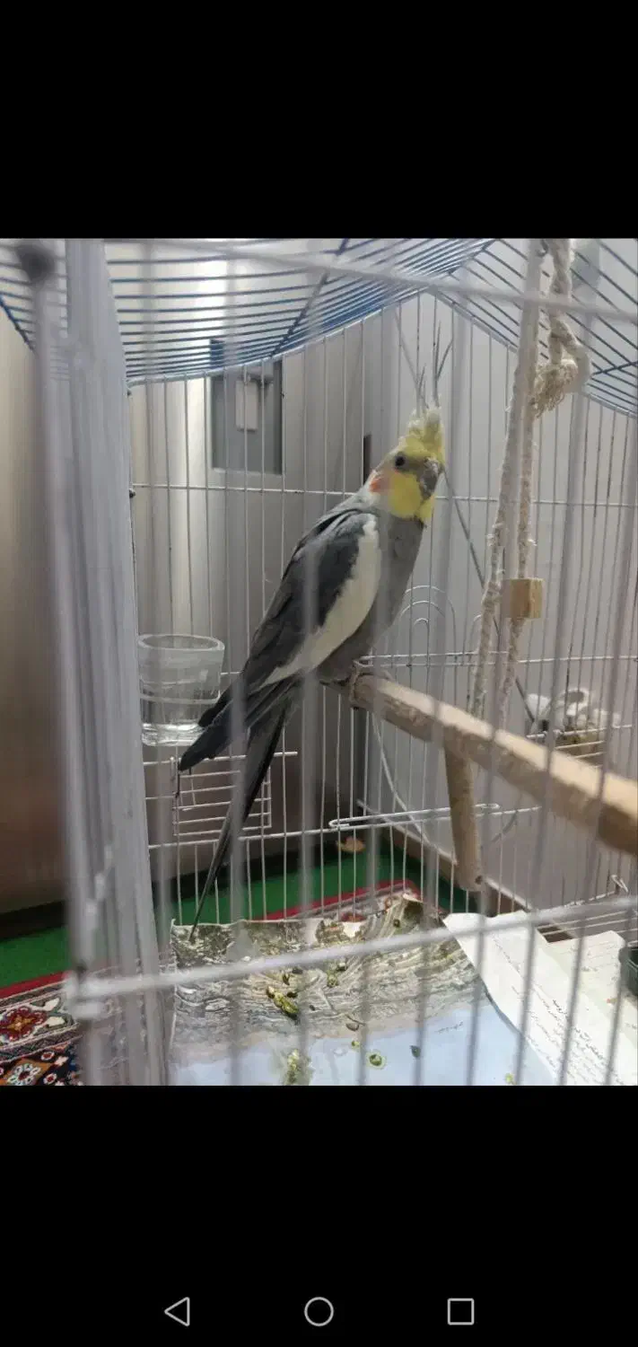 پرنده|پرنده|تهران, یاخجی آباد|دیوار