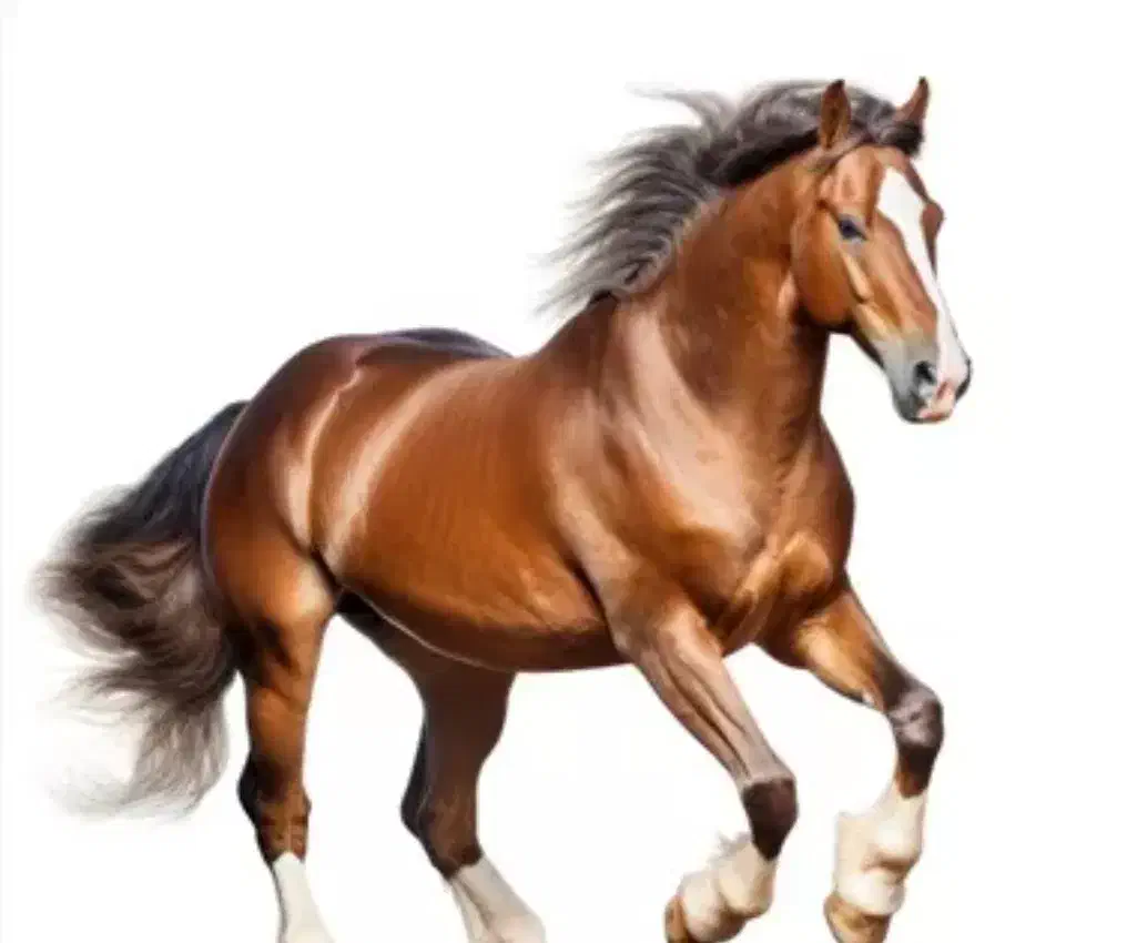 معاوظه کره اسب با موتور گاو گوسفند|اسب و تجهیزات اسب‌سواری|فلاورجان, |دیوار