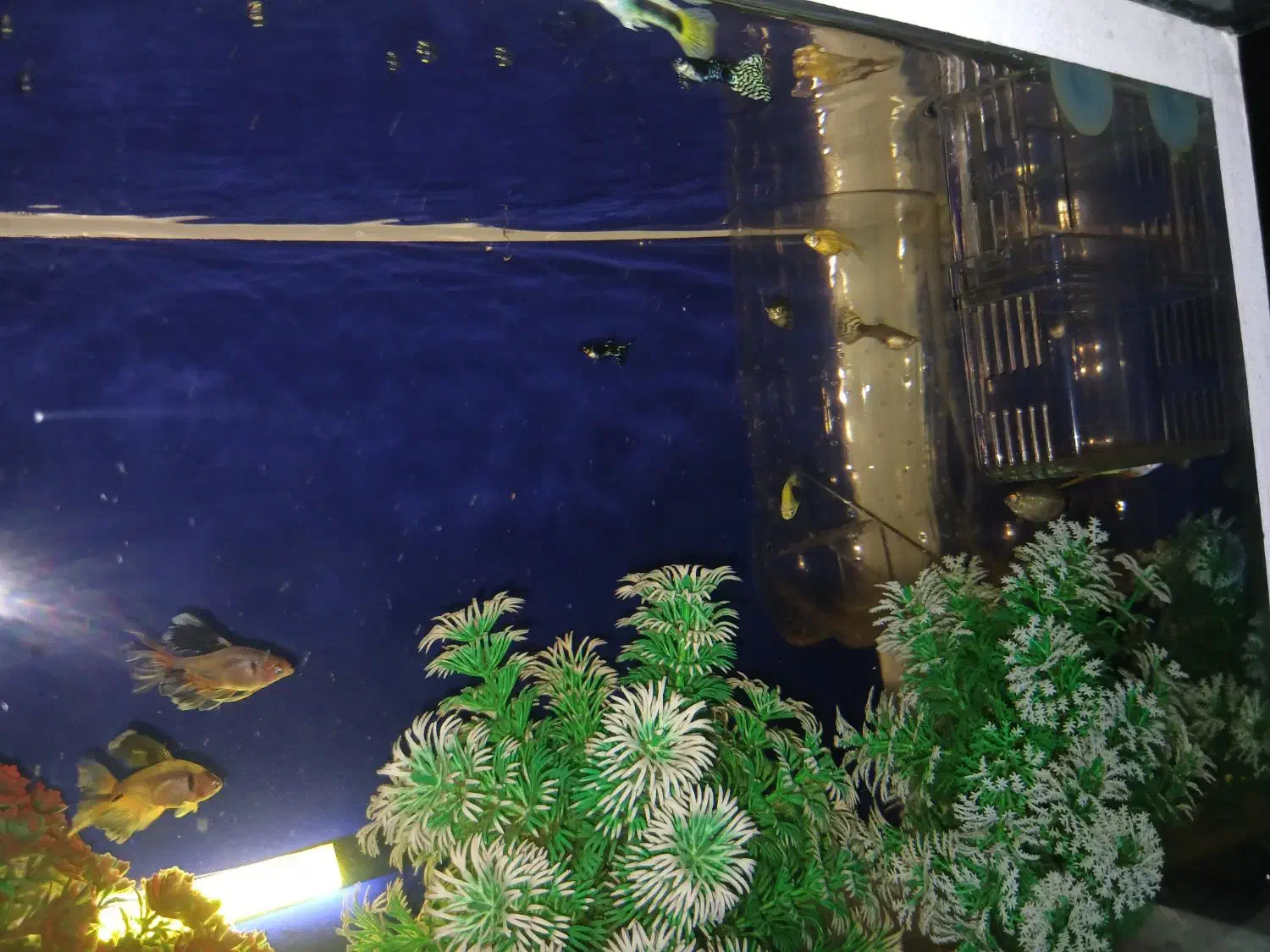 ماهی آکواریم|ماهی|محمدیه-قزوین, |دیوار