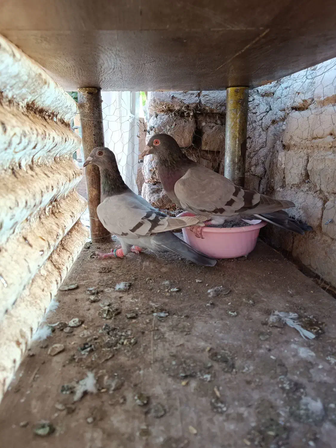 کبوترجفتی پرشی|پرنده|اقبالیه, |دیوار