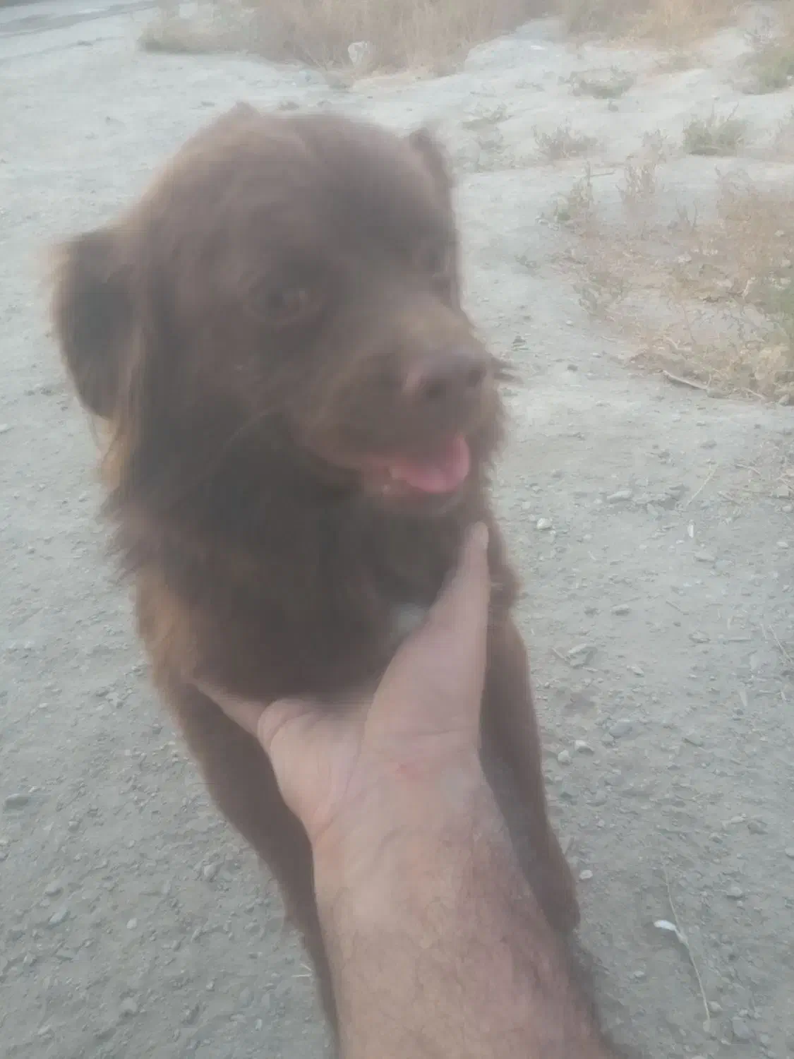 سگ پاکوتاه کوکنی|سگ|چناران, |دیوار