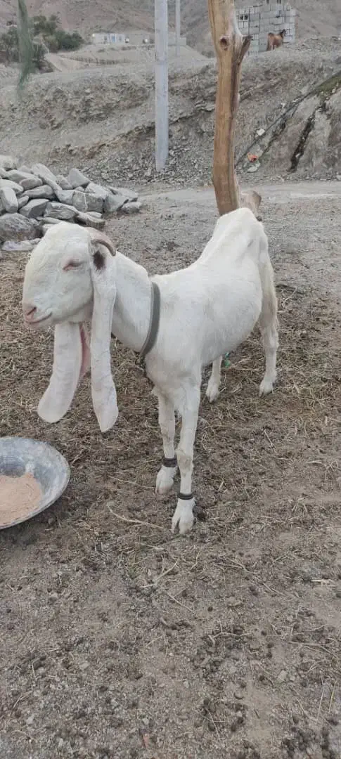 بز گلابوک|حیوانات مزرعه|ایرانشهر, |دیوار