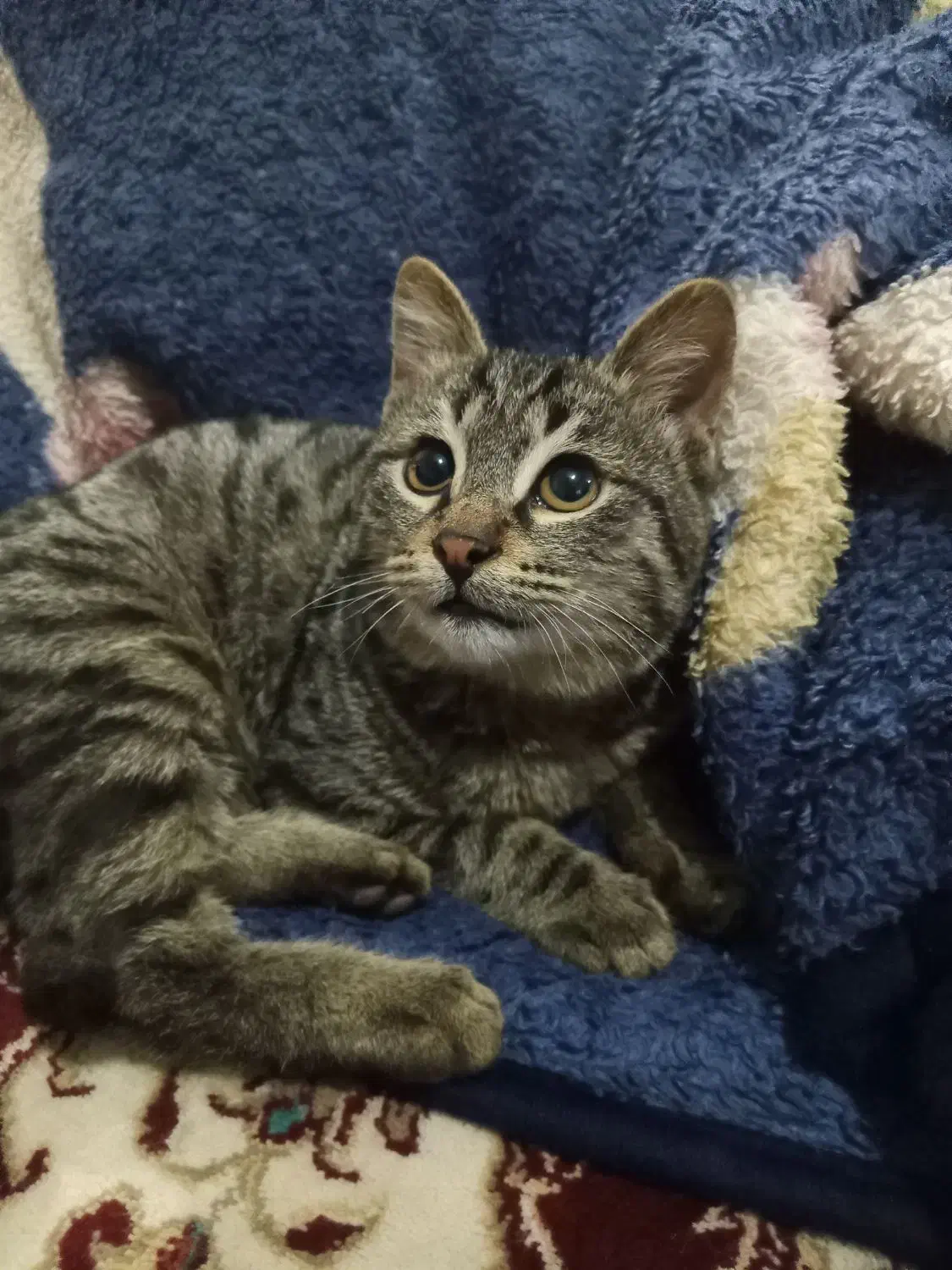 واگذاری بچه گربه|گربه|گلبهار, شهر جدید گلبهار|دیوار