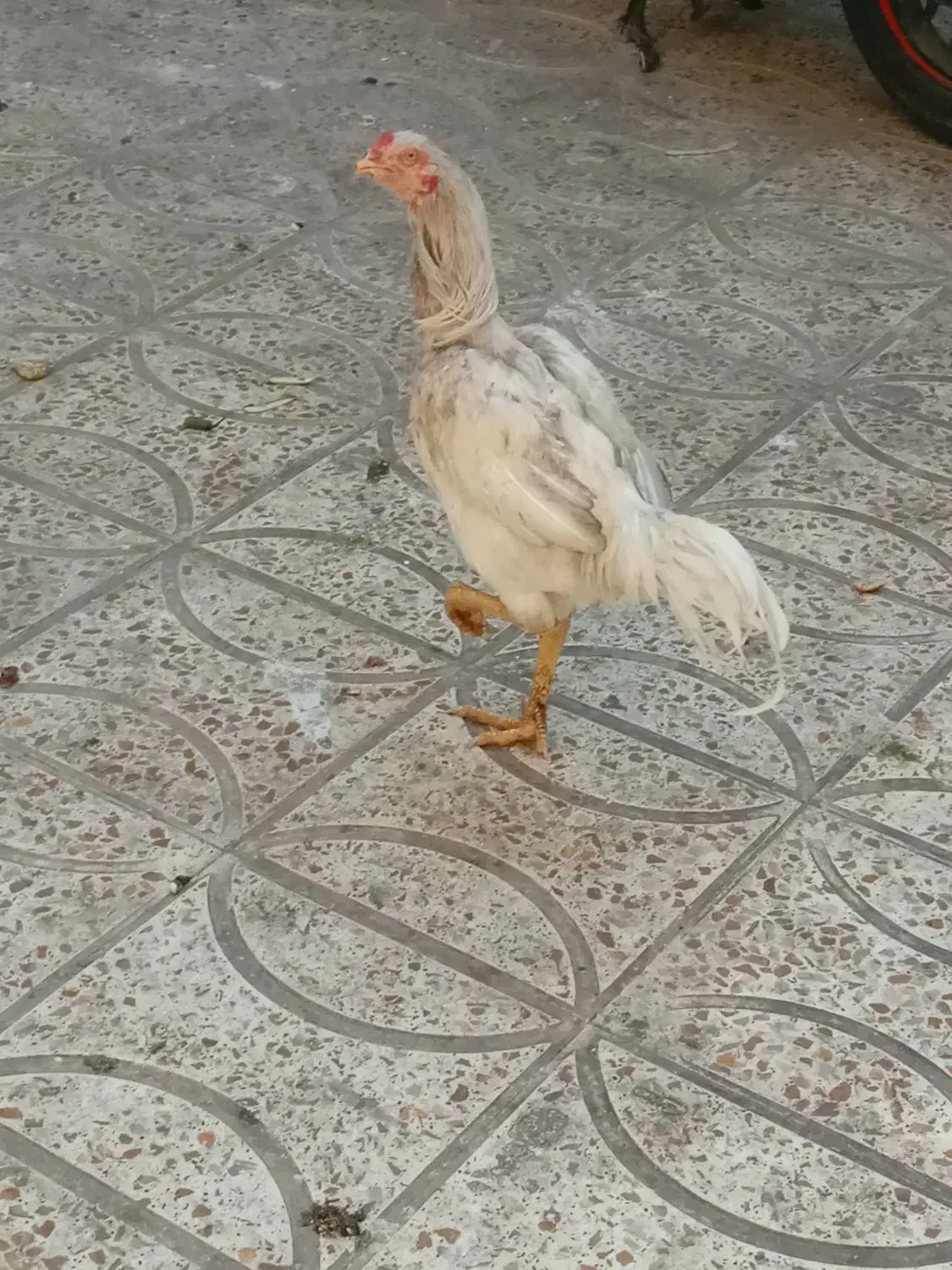 خروس لاری|حیوانات مزرعه|پاکدشت, پاکدشت (مامازند)|دیوار