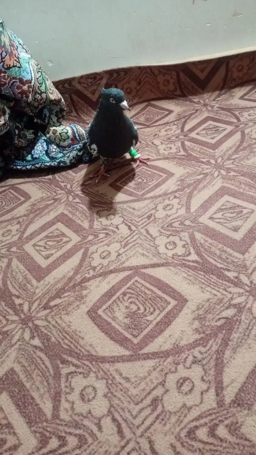 کفتر کله سیا|پرنده|علی‌آباد کتول, |دیوار